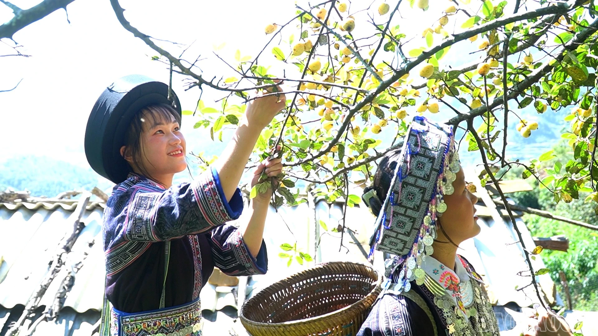 Giá trị cây sơn tra không chỉ nằm ở sản lượng quả thu hoạch mà còn gắn với cảnh quan, đời sống và văn hoá truyền thống của đồng bào Mông.