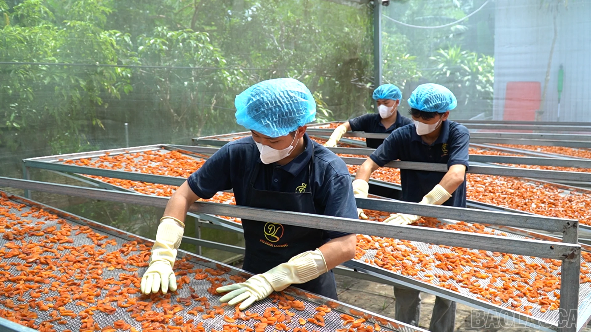Từ những quả sơn tra tươi, qua các công đoạn chế biến, nhiều sản phẩm được tạo ra như ô mai táo mèo, mứt táo mèo, giấm táo mèo...