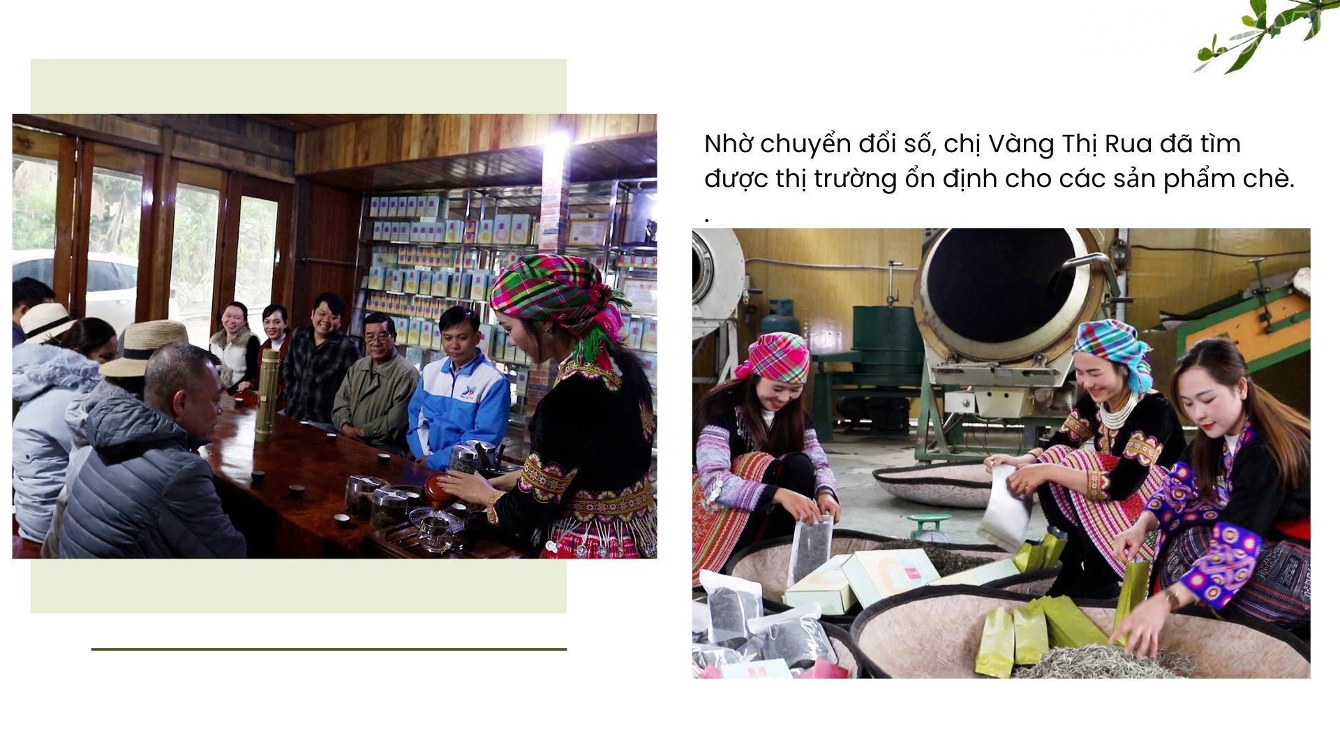 baolaocai-tr_green-white-and-beige-modern-agriculture-pitch-deck-presentation-3.png