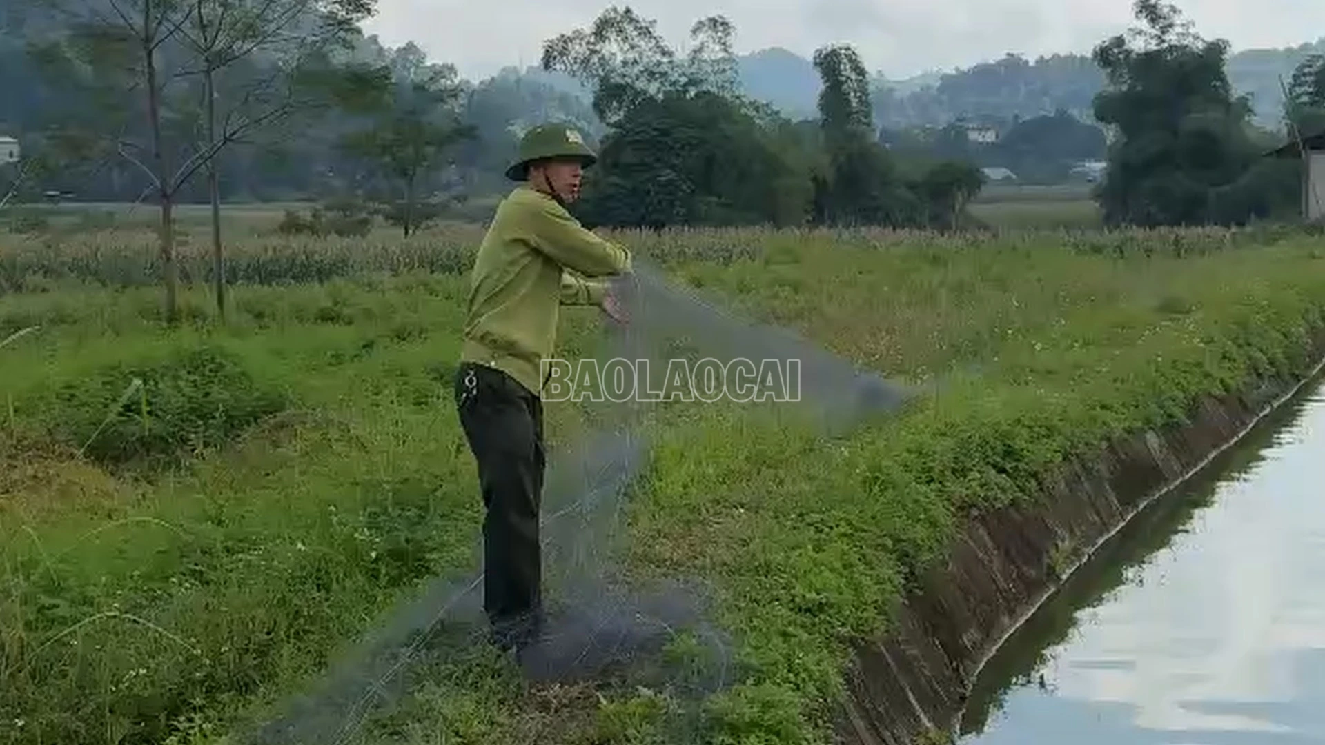baolaocai-c_anh-thu-luoi.png