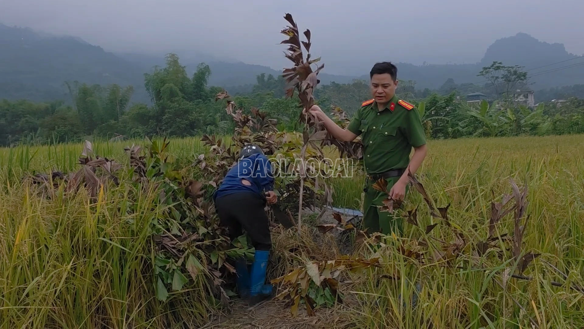 baolaocai-c_anh-4-thao-do-leu.png