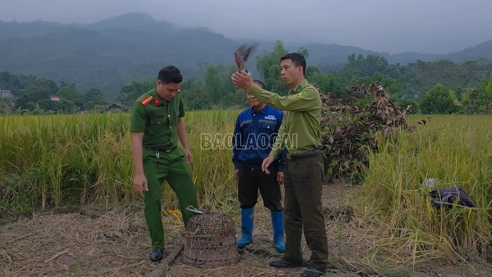 baolaocai-c_anh-1-tha-chim-ngoi-moi-ve-voi-tu-nhien.png