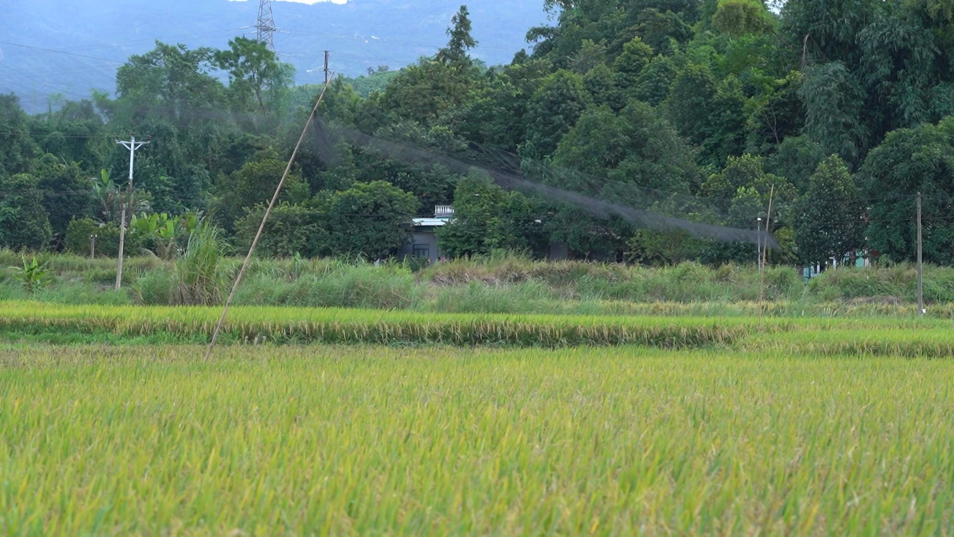 anh-2-luoi-giang-tai-canh-dong-xa-gia-phu.png