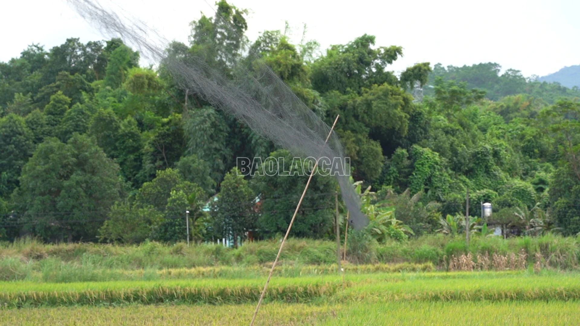 baolaocai-c_anh-3-ban-ngay-cac-doi-tuong-nay-ven-luoi-len-toi-den-ha-luoi-xuong-anh-chuuoj-tai-canh-don-lua-xa-gia-phu.png