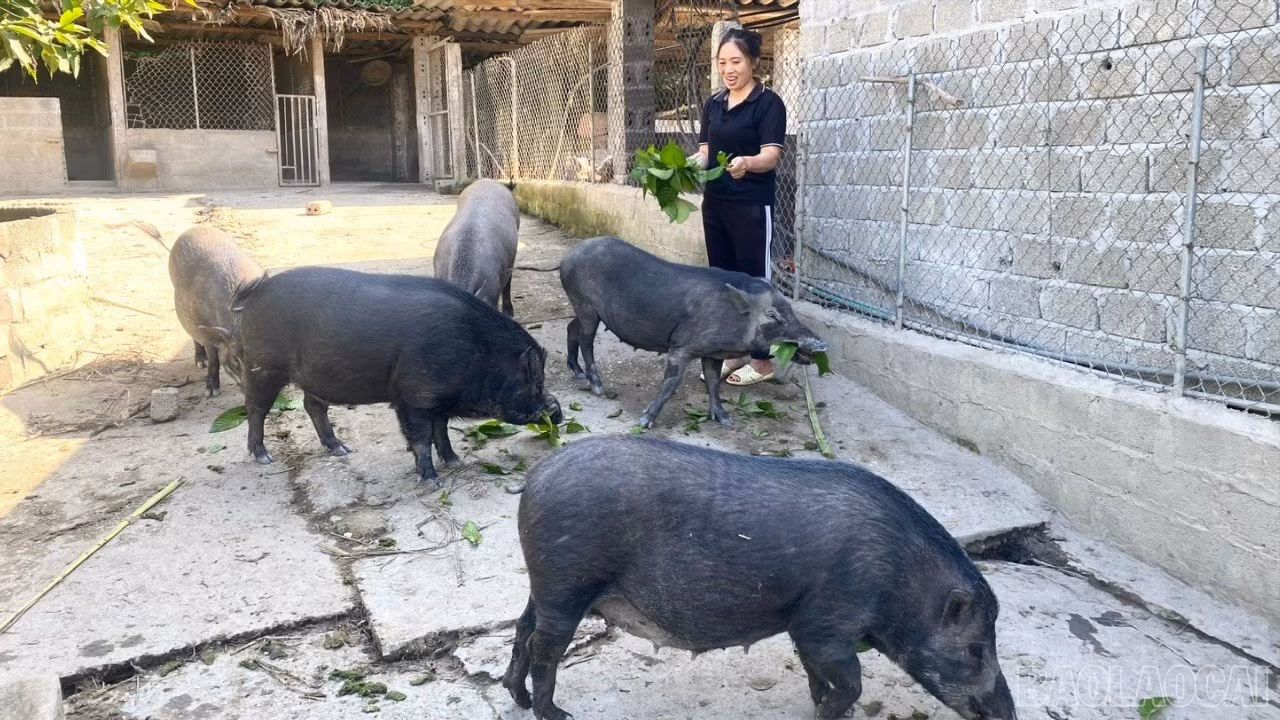 baolaocai-br_z7406319304640-a696930908ce8f987d35bf85b059038e-8883.jpg