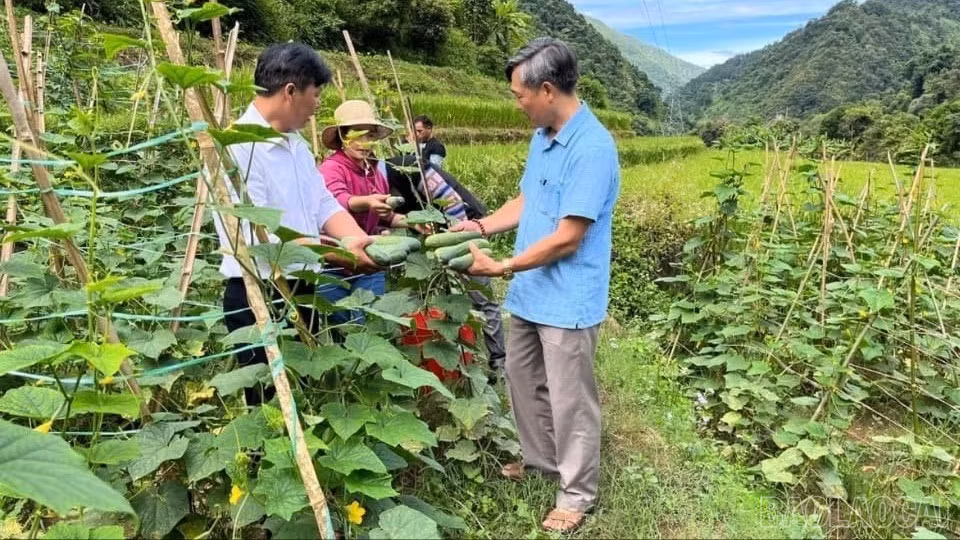 baolaocai-br_z7447464069326-00818c17a5fdc24c35d0838efdf888c4-7387.jpg