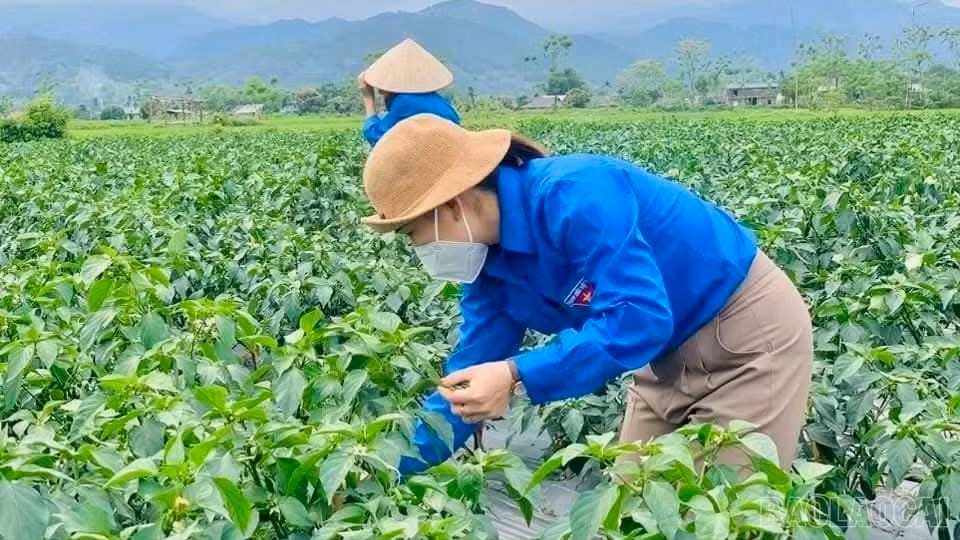 baolaocai-br_z7274175035182-0a29b11391ce9b1500c89b825c72b2b4-8308.jpg