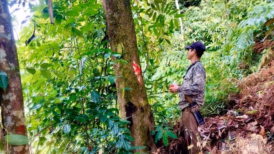 baolaocai-br_z7287060699354-71d411c7ffc3f07457fb1846da2947b4-5161.jpg
