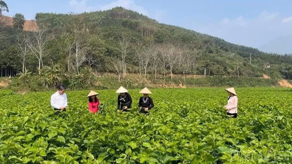 baolaocai-br_z7713781398925-3a2c665b01f6405cb2f7c0692597a02a-6600.jpg