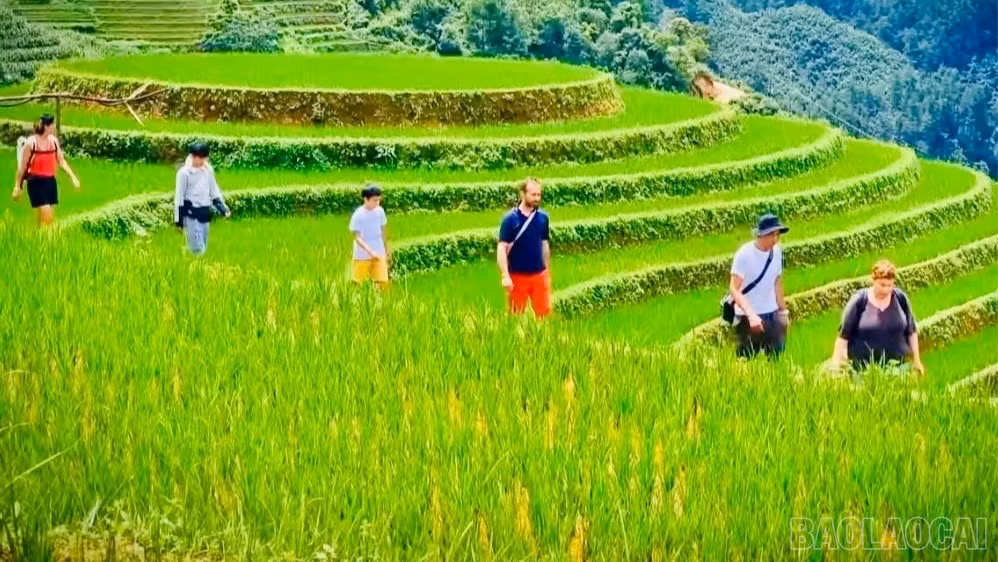 baolaocai-br_1790836286593-1483360936646713779-6588964504697867094-d92b667d57d5f33c756b029066b3347c-4063.jpg