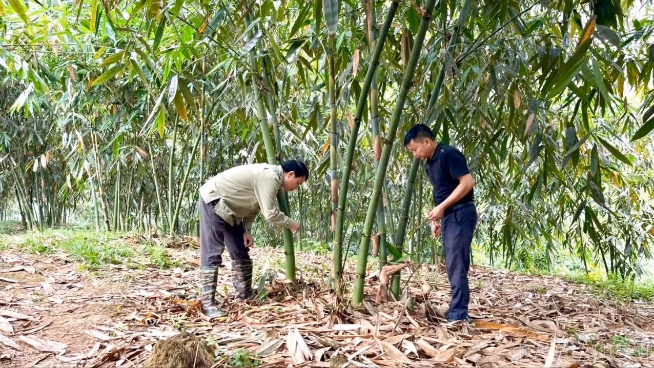 baolaocai-br_z7546042031951-3767fc9adb02a438945d04954c05b3f6-721.jpg