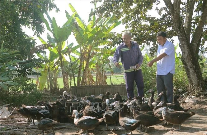 Hộ đồng bào dân tộc Khmer tại thị xã Ngã Năm (Sóc Trăng) được hỗ trợ vốn chăn nuôi vịt xiêm. (Ảnh tư liệu)