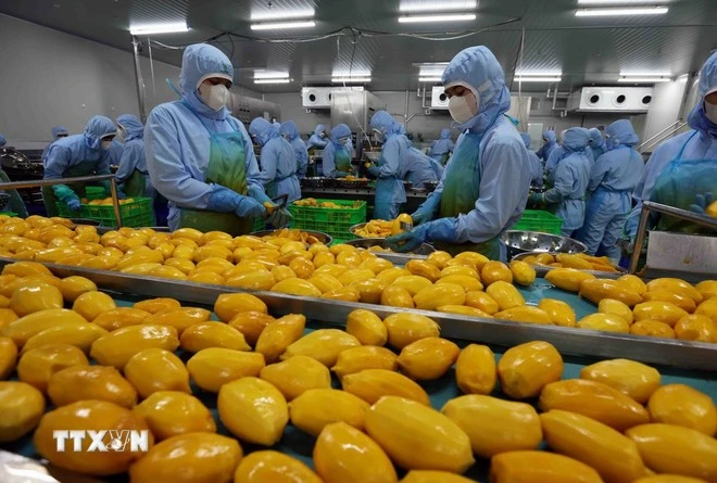 Chế biến nông sản xuất khẩu.