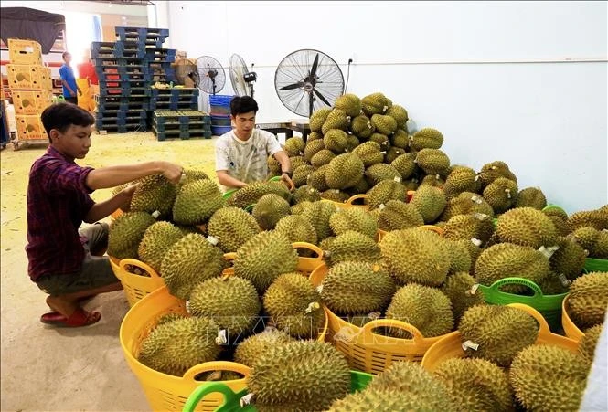 Mặt hàng sầu riêng thuộc diện kiểm soát của EU khi xuất khẩu vào thị trường này. (Ảnh minh họa)