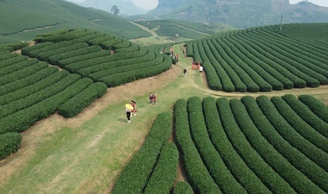 Đồi chè xanh ngát ở cao nguyên Mộc Châu.