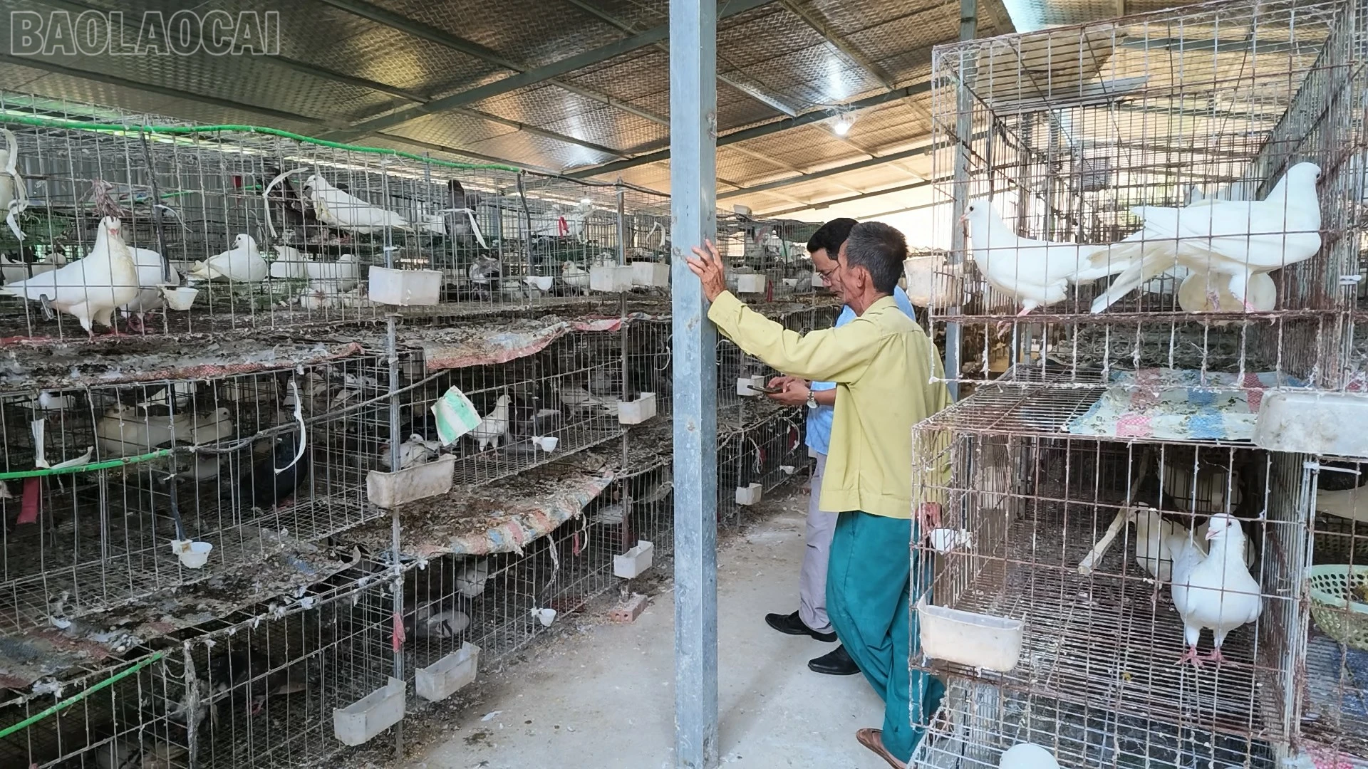 Mô hình nuôi chim bồ câu Pháp quy mô 1.200 lồng của gia đình anh Trịnh Ngọc Liêm.
