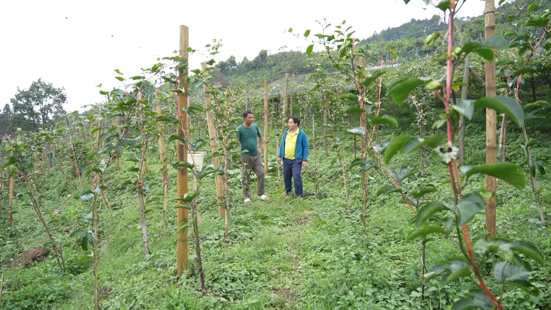 baolaocai-tl_ps-cay-trong-moi-bac-ha00-03-17-02still002.jpg