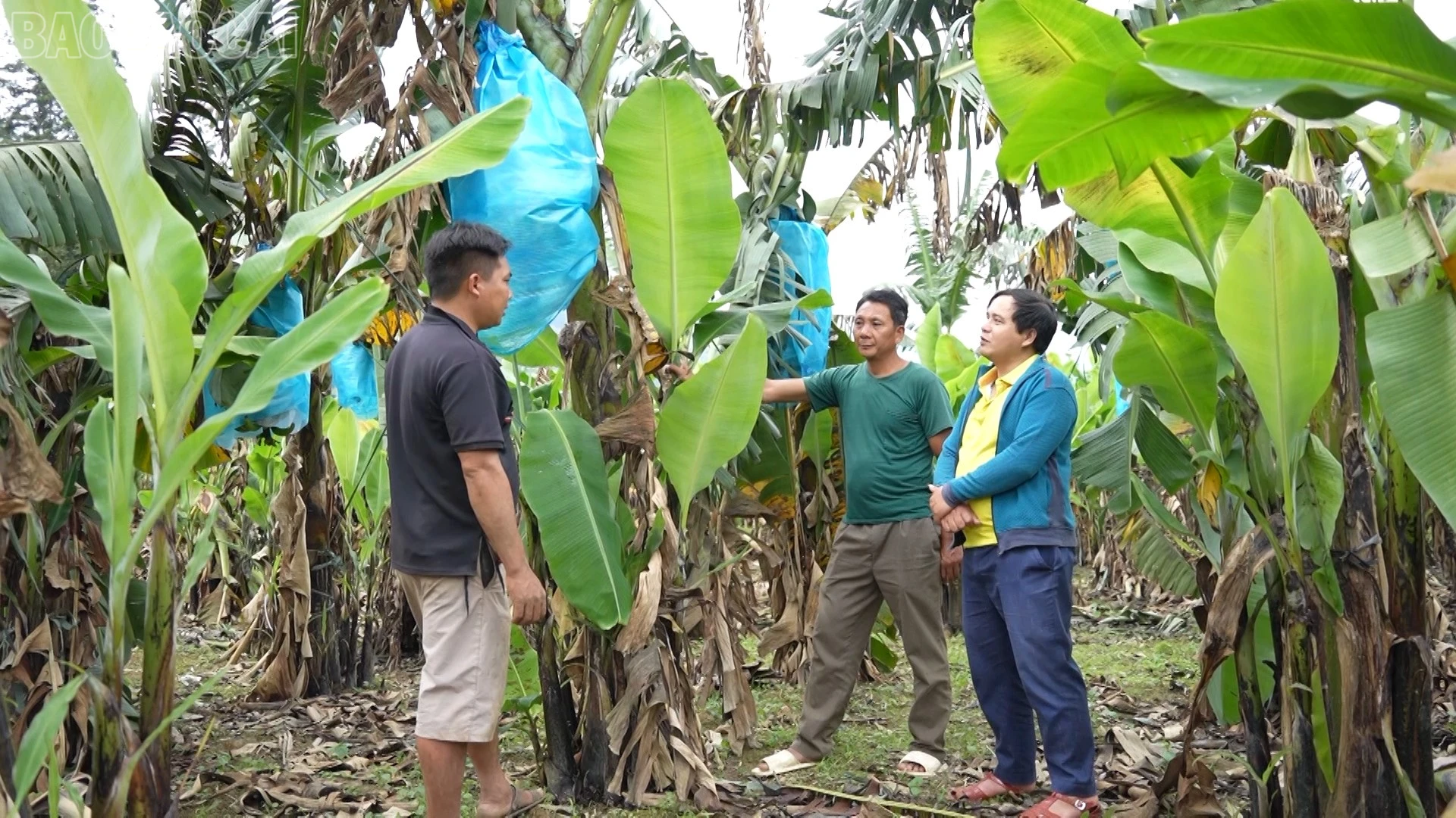 baolaocai-tl_ps-cay-trong-moi-bac-ha00-04-40-17still006.jpg