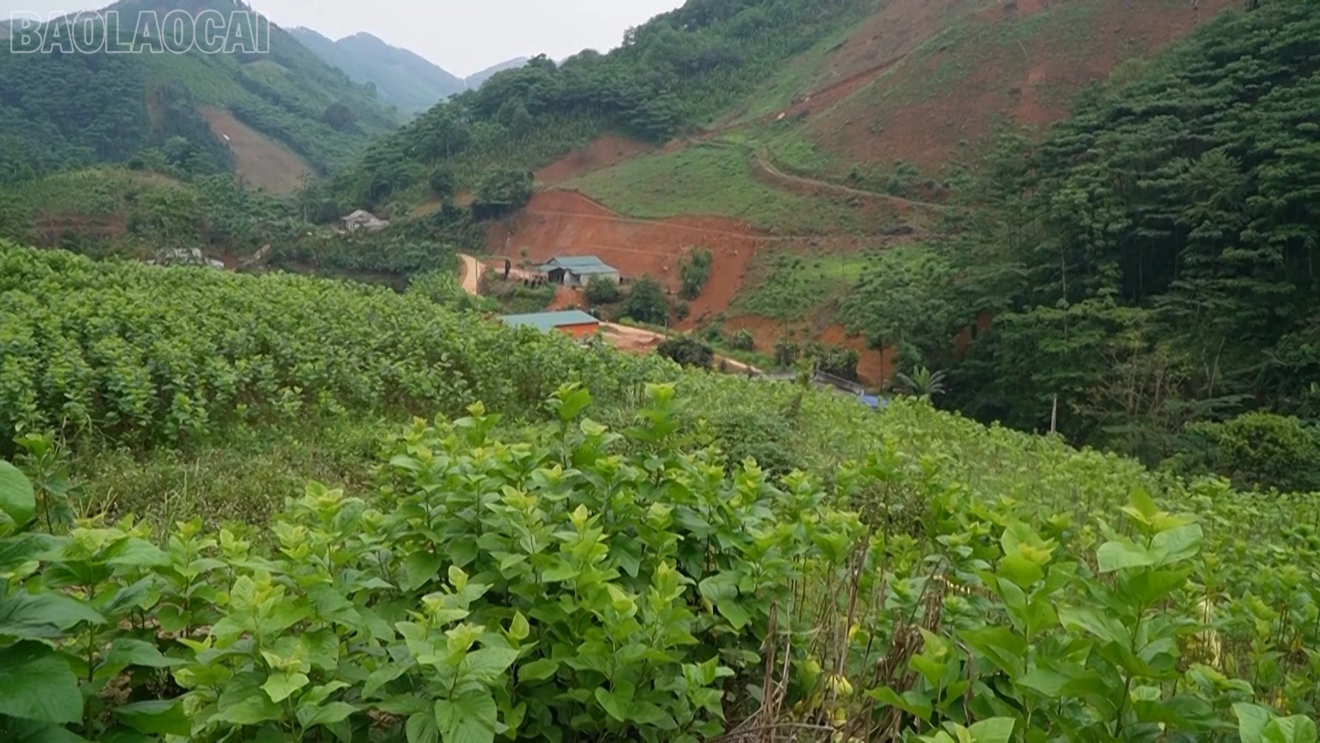 baolaocai-tl_vanh-pstl-giam-ngheo01-15-40-15still024.jpg