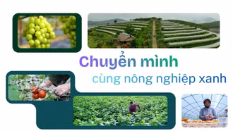 Chuyển mình cùng nông nghiệp xanh