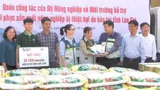 Trung tâm Khuyến nông Quốc gia hỗ trợ khẩn cấp giúp nông dân Lào Cai khôi phục sản xuất 