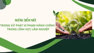 Những điểm mới trong xử phạt vi phạm hành chính trong lĩnh vực lâm nghiệp
