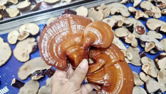 Mô hình trồng nấm linh chi GA2 của Vườn Quốc gia Hoàng Liên