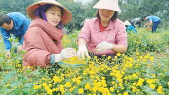 Trung tâm Dịch vụ nông nghiệp huyện Bát Xát thu hoạch lứa hoa cúc chi đầu tiên chế biến trà hoa cúc
