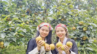 Rộn ràng trải nghiệm thu hoạch lê Nậm Pung