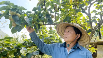 Xây dựng vùng cây ăn quả ôn đới gắn với sản phẩm OCOP