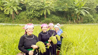 Mùa cốm mới bên dòng Nậm Bắt