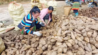 [Ảnh] Nông dân Bát Xát thu hoạch sâm đất đầu vụ