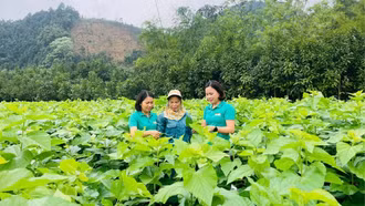 Chủ tịch UBND tỉnh Lào Cai sẽ đối thoại với nông dân trong quý IV/2026