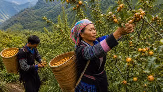 Gỡ khó cho cây sơn tra Nậm Có