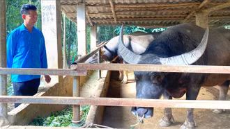 Nông dân Lào Cai vươn lên làm giàu từ quê hương