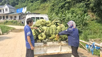  Xã Bát Xát hỗ trợ người dân tiêu thụ 30 tấn quả chuối tây