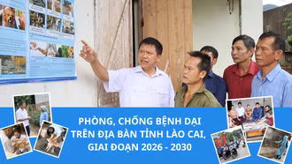 Phòng, chống bệnh dại trên địa bàn tỉnh Lào Cai, giai đoạn 2026 - 2030