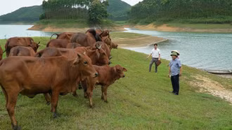 Chăn nuôi đại gia súc ở vùng đông hồ Thác Bà