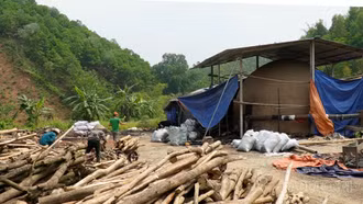 Lào Cai: Tăng cường quản lý các cơ sở đốt than củi