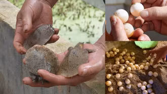 Mùa ba ba sinh sản và nỗi lo của người nuôi 