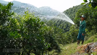 Chấn Thịnh: Chủ động tưới nước cứu hơn 460 ha cam vượt nắng nóng đầu mùa