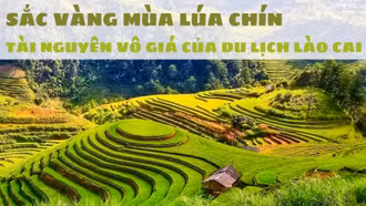 Sắc vàng mùa lúa chín – tài nguyên vô giá của du lịch Lào Cai