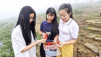 Hấp dẫn trải nghiệm hái dâu tây, ngắm hoa hồng ở Y Tý