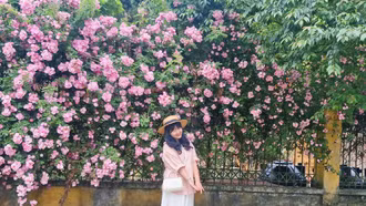 Mùa hoa tầm xuân nở rực rỡ giữa đại ngàn Y Tý