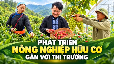 Phát triển nông nghiệp hữu cơ gắn với thị trường