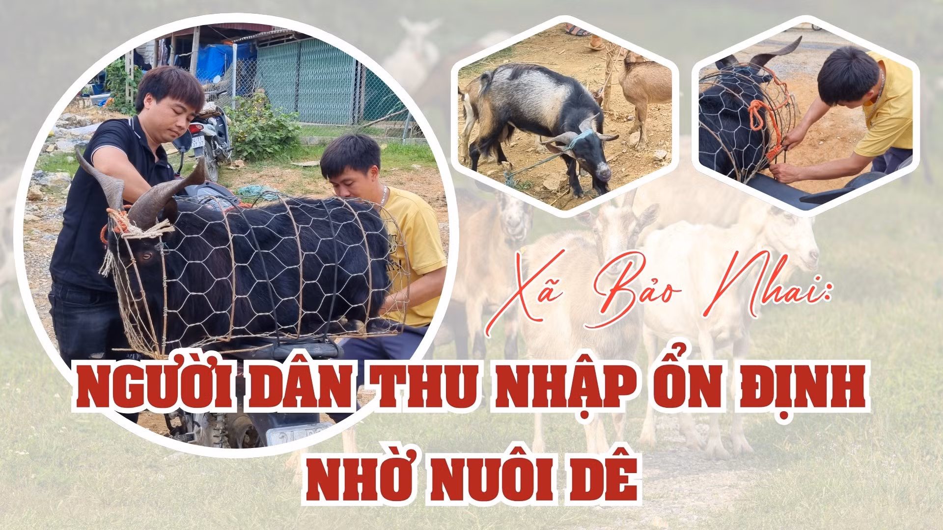 Xã Bảo Nhai: Người dân thu nhập ổn định nhờ nuôi dê
