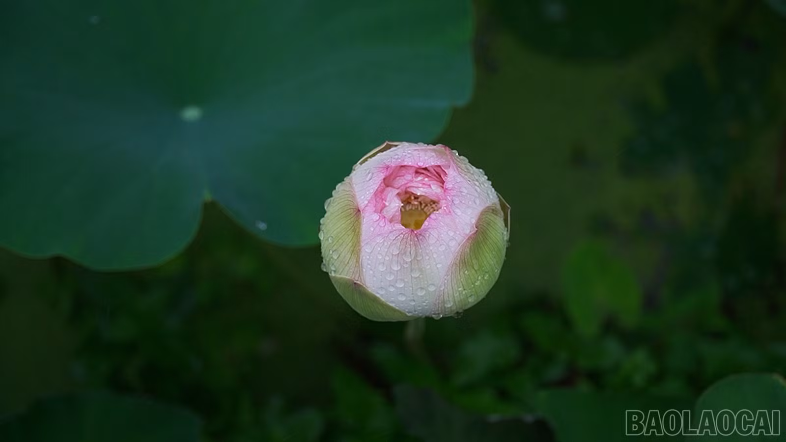 baolaocai-br_490-577400-17-03-24still076.jpg