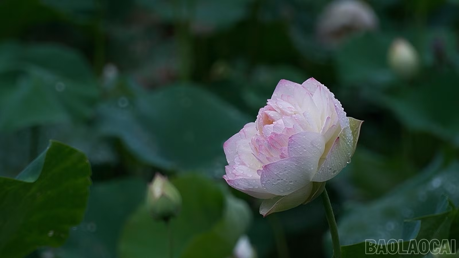 baolaocai-br_490-577400-16-44-22still074.jpg