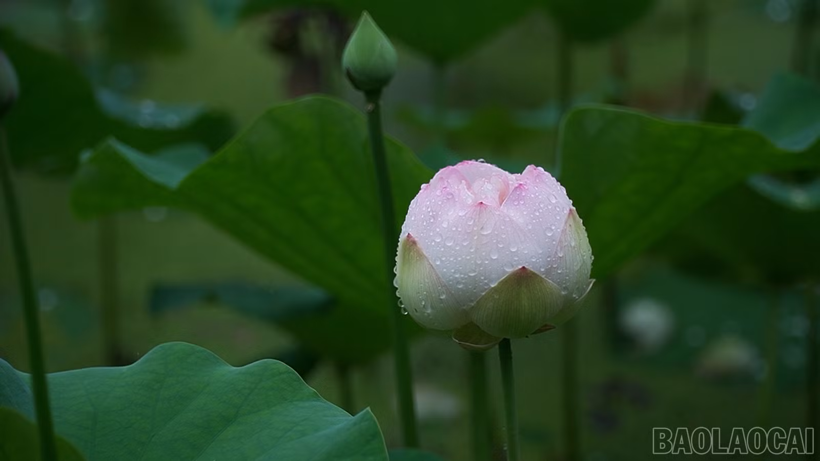 baolaocai-br_490-577400-17-46-02still079.jpg