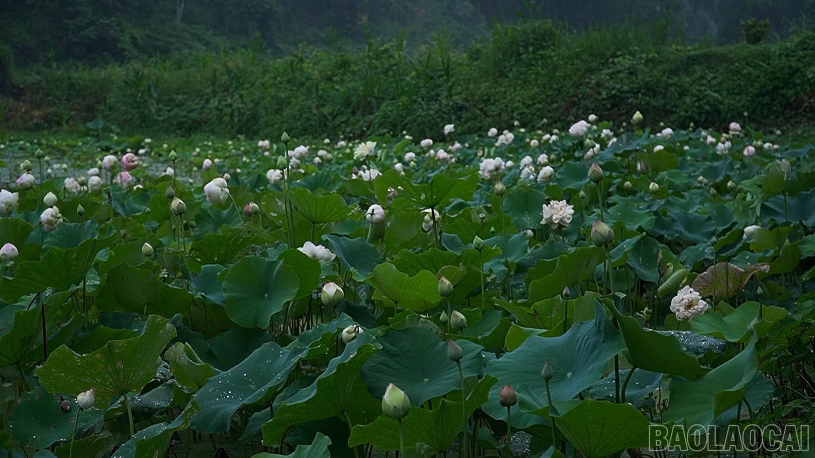 baolaocai-br_490-577400-18-03-20still080.jpg